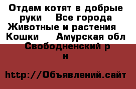 Отдам котят в добрые руки. - Все города Животные и растения » Кошки   . Амурская обл.,Свободненский р-н